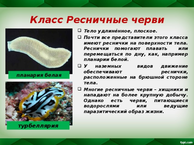 Плоские черви кратко