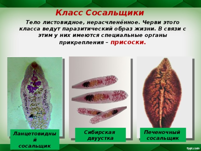 Класс Сосальщики  Тело листовидное, нерасчленённое. Черви этого класса ведут паразитический образ жизни. В связи с этим у них имеются специальные органы прикрепления – присоски. Сибирская  двуустка Печеночный сосальщик Ланцетовидный  сосальщик 