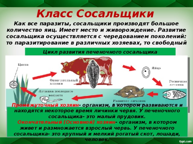 Класс Сосальщики Как все паразиты, сосальщики производят большое количество яиц. Имеет место и живорождение. Развитие сосальщика осуществляется с чередованием поколений: то паразитирование в различных хозяевах, то свободный образ жизни .  Цикл развития печеночного сосальщика  Промежуточный хозяин - организм, в котором развиваются и находятся некоторое время личинки червя. У печеночного сосальщика- это малый прудовик. Окончательный (Основной) хозяин -  организм, в котором живет и размножается взрослый червь. У печеночного сосальщика- это крупный и мелкий рогатый скот, лошади, человек.  