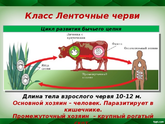 Класс Ленточные черви Цикл развития бычьего цепня Длина тела взрослого червя 10-12 м. Основной хозяин – человек. Паразитирует в кишечнике. Промежуточный хозяин – крупный рогатый скот. 