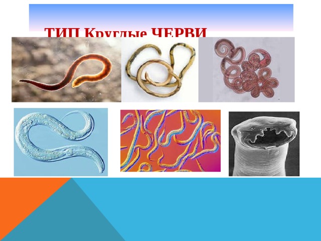  ТИП Круглые ЧЕРВИ   
