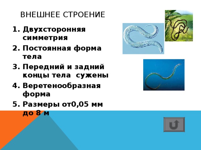 ВНЕШНЕЕ СТРОЕНИЕ Двухсторонняя симметрия Постоянная форма тела Передний и задний концы тела сужены Веретенообразная форма Размеры от0,05 мм до 8 м 