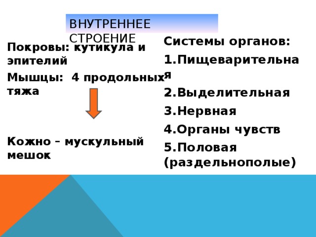ВНУТРЕННЕЕ СТРОЕНИЕ Системы органов: Пищеварительная Выделительная Нервная Органы чувств Половая (раздельнополые) Покровы: кутикула и эпителий Мышцы: 4 продольных тяжа Кожно – мускульный мешок 