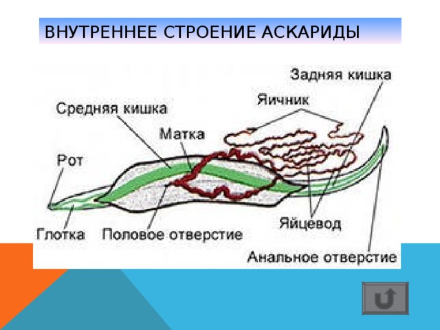 ВНУТРЕННЕЕ СТРОЕНИЕ АСКАРИДЫ 