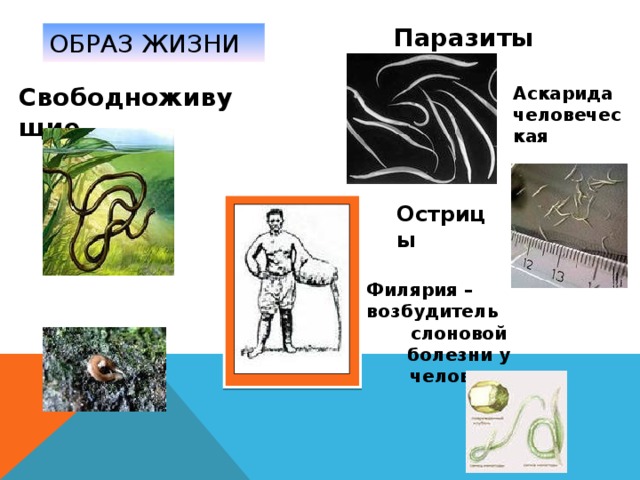 Паразиты ОБРАЗ ЖИЗНИ Свободноживущие Аскарида человеческая Острицы Филярия – возбудитель слоновой болезни у человека 