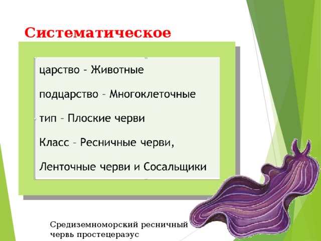 Систематическое положение   Средиземноморский ресничный червь простецераэус 
