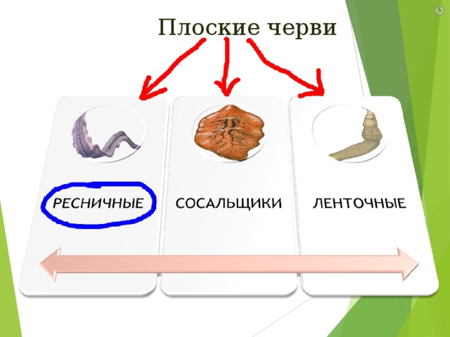 Плоские черви 