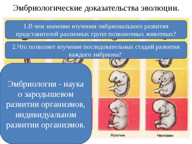 Значение в эволюции организмов. Эмбриологические свидетельства эволюции характеристика. Эмбриологические доказательства. Эмбриология доказательства эволюции. Эмбриологические доказательства эволюции животных.