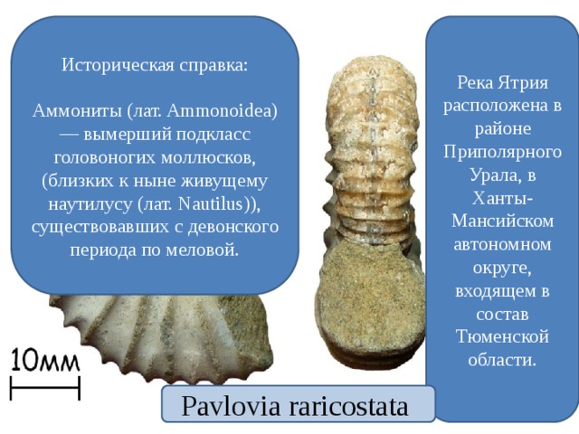 Река Ятрия расположена в районе Приполярного Урала, в Ханты-Мансийском автономном округе, входящем в состав Тюменской области. Историческая справка: Аммониты (лат. Ammonoidea) — вымерший подкласс головоногих моллюсков, (близких к ныне живущему наутилусу (лат. Nautilus)), существовавших с девонского периода по меловой. Pavlovia raricostata 