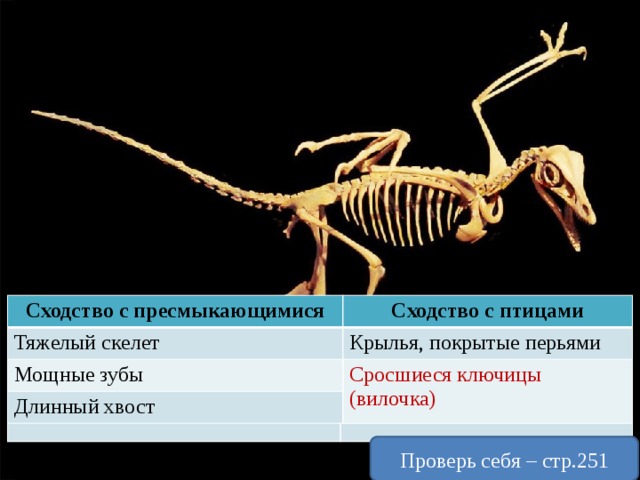 Сходство археоптерикса с птицами. Археоптерикс скелет. Сходство археоптерикса и пресмыкающихся. Скелет пресмыкающихся. Сходства в скелете птиц и рептилий.