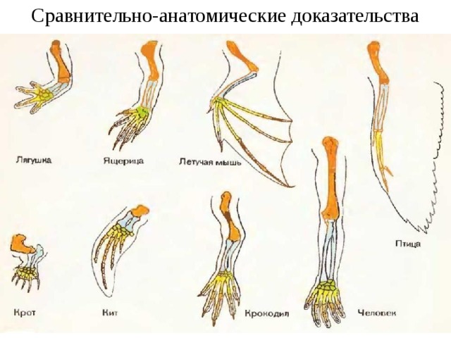 Сравнительно-анатомические доказательства эволюции. 