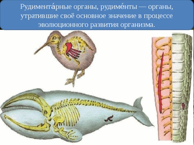 Рудимента́рные органы, рудиме́нты — органы, утратившие своё основное значение в процессе эволюционного развития организма. Остатки крыльев у киви- рудименты. 