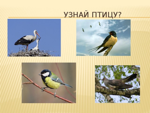  Узнай птицу? 