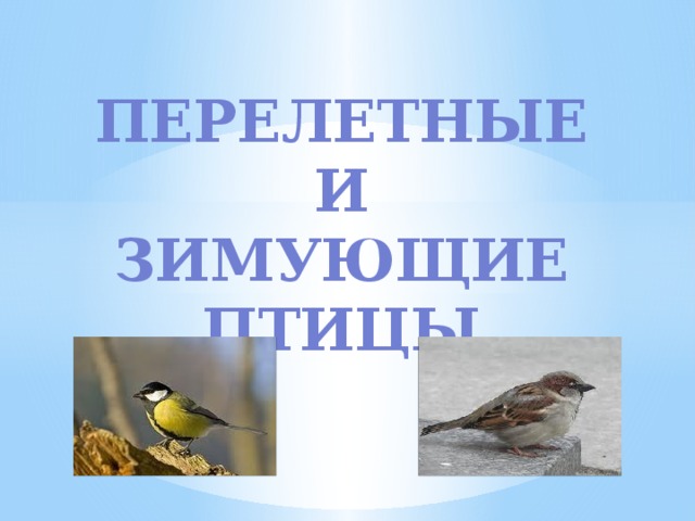 Перелетные и зимующие птицы 