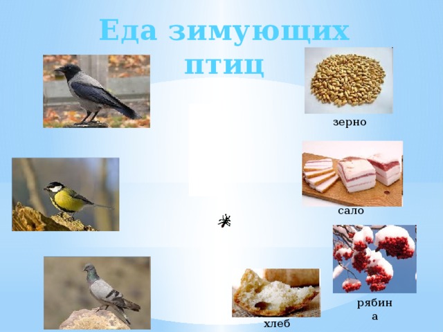 Еда зимующих птиц зерно сало рябина хлеб 