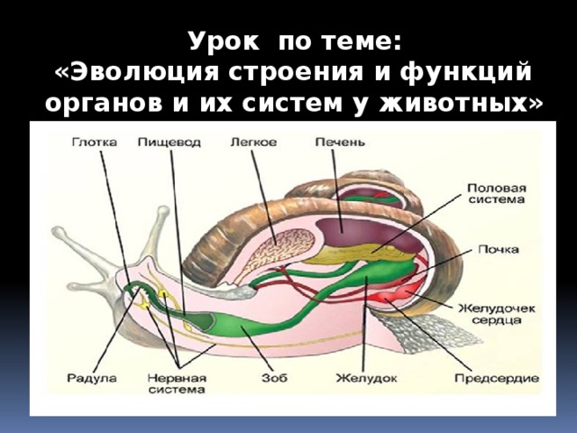 Эволюция строения органов и их систем. Эволюция систем органов. Эволюция органов животных.