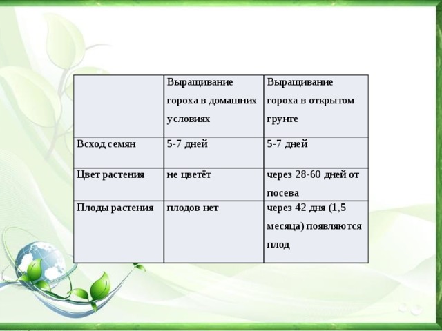 Выращивание гороха в домашних условиях школьный проект