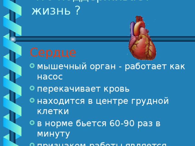 Сердце мышечный