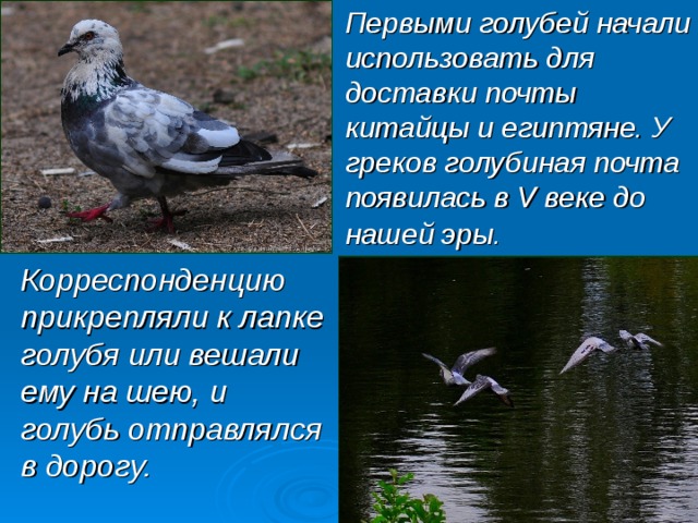 Первыми голубей начали использовать для доставки почты китайцы и египтяне. У греков голубиная почта появилась в V веке до нашей эры.    Корреспонденцию прикрепляли к лапке голубя или вешали ему на шею, и голубь отправлялся в дорогу. 