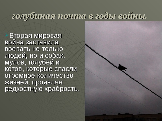 голубиная почта в годы войны.    Вторая мировая война заставила воевать не только людей, но и собак, мулов, голубей и котов, которые спасли огромное количество жизней, проявляя редкостную храбрость. 