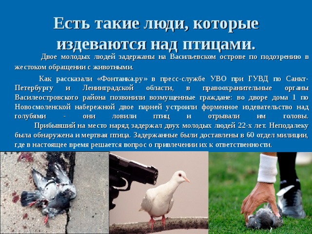 Есть такие люди, которые издеваются над птицами. Двое молодых людей задержаны на Васильевском острове по подозрению в жестоком обращении с животными.    Как рассказали «Фонтанка.ру» в пресс-службе УВО при ГУВД по Санкт-Петербургу и Ленинградской области, в правоохранительные органы Василеостровского района позвонили возмущенные граждане: во дворе дома 1 по Новосмоленской набережной двое парней устроили форменное издевательство над голубями - они ловили птиц и отрывали им головы.   Прибывший на место наряд задержал двух молодых людей 22-х лет. Неподалеку была обнаружена и мертвая птица. Задержанные были доставлены в 60 отдел милиции, где в настоящее время решается вопрос о привлечении их к ответственности. 