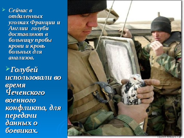 Сейчас в отдаленных уголках Франции и Англии голуби доставляют в больницу пробы крови и кровь больных для анализов.    Голубей использовали во время Чеченского военного конфликта, для передачи данных о боевиках. 