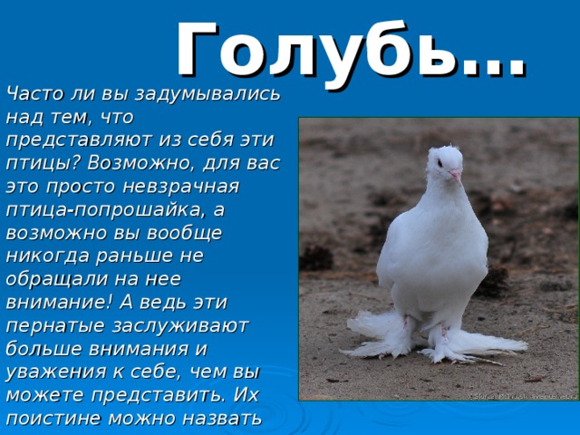 Голубь… Часто ли вы задумывались над тем, что представляют из себя эти птицы? Возможно, для вас это просто невзрачная птица-попрошайка, а возможно вы вообще никогда раньше не обращали на нее внимание! А ведь эти пернатые заслуживают больше внимания и уважения к себе, чем вы можете представить. Их поистине можно назвать героическими птицами 