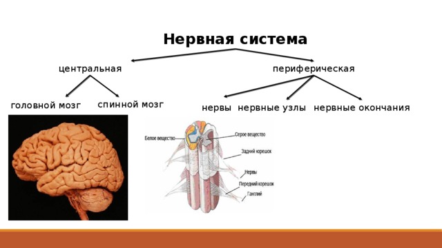 Нервная система периферическая центральная спинной мозг головной мозг нервы нервные окончания нервные узлы