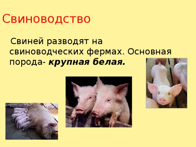 Свиноводство  Свиней разводят на свиноводческих фермах. Основная порода- крупная белая. 