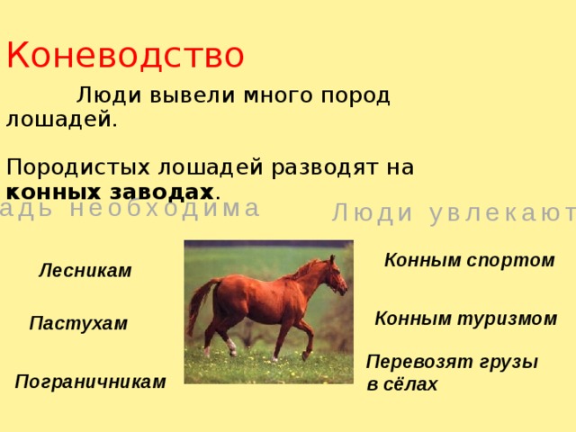 Лесникам Конным спортом Коневодство  Люди вывели много пород лошадей. Породистых лошадей разводят на конных заводах . Лошадь необходима Люди увлекаются Конным туризмом Пастухам Перевозят грузы в сёлах Пограничникам 