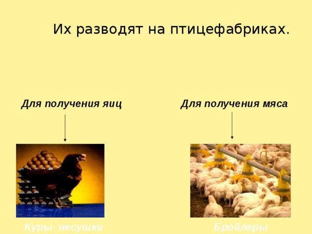 Их разводят на птицефабриках. Для получения яиц Для получения мяса Куры- несушки Бройлеры 