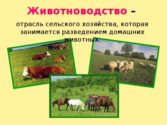Животноводство –  отрасль сельского хозяйства, которая занимается разведением домашних животных. 