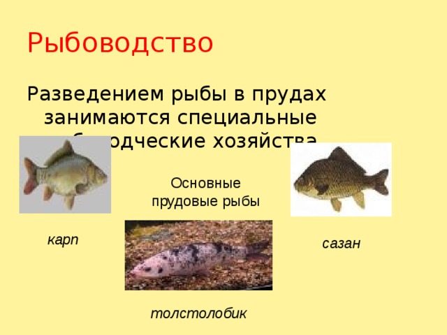 Рыбоводство Разведением рыбы в прудах занимаются специальные рыбоводческие хозяйства. Основные прудовые рыбы карп сазан толстолобик 