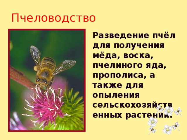 Пчеловодство Разведение пчёл для получения мёда, воска, пчелиного яда, прополиса, а также для опыления сельскохозяйственных растений. 