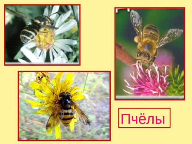 Пчёлы 