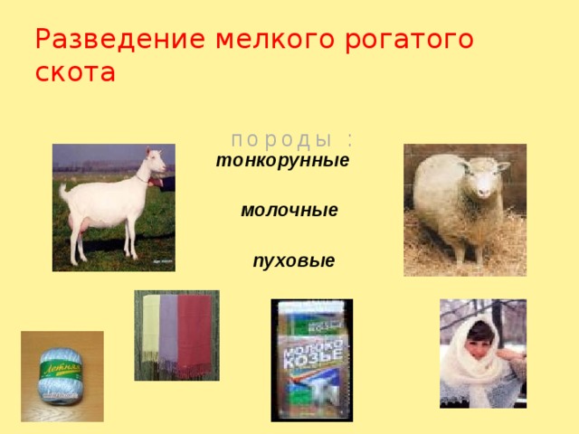 Разведение мелкого рогатого скота породы : тонкорунные молочные пуховые 