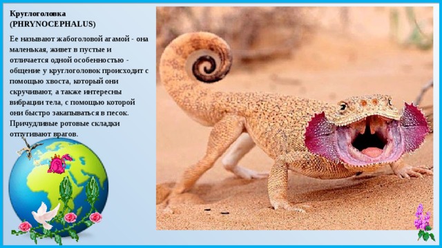 Круглоголовка (PHRYNOCEPHALUS) Ее называют жабоголовой агамой - она маленькая, живет в пустые и отличается одной особенностью - общение у круглоголовок происходит с помощью хвоста, который они скручивают, а также интересны вибрации тела, с помощью которой они быстро закапываться в песок. Причудливые ротовые складки отпугивают врагов. 