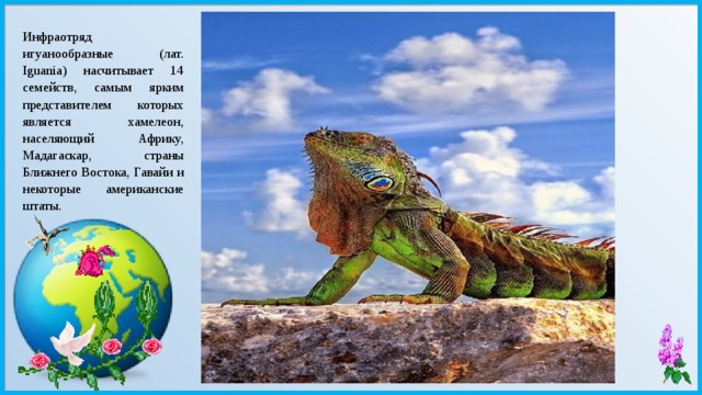Инфраотряд игуанообразные (лат. Iguania) насчитывает 14 семейств, самым ярким представителем которых является хамелеон, населяющий Африку, Мадагаскар, страны Ближнего Востока, Гавайи и некоторые американские штаты. 