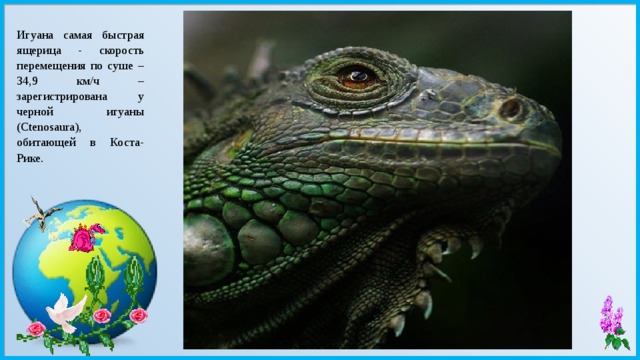 Игуана самая быстрая ящерица - скорость перемещения по суше – 34,9 км/ч – зарегистрирована у черной игуаны (Ctenosaura), обитающей в Коста-Рике. 