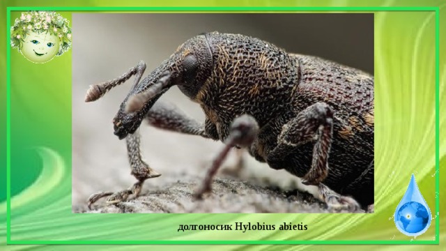  долгоносик Hylobius abietis 