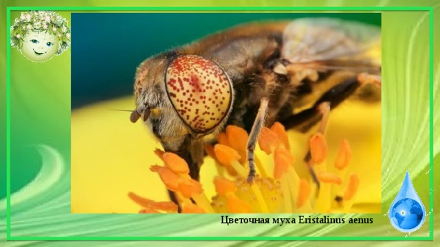 Цветочная муха Eristalinus aenus 