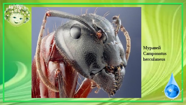 Муравей Camponotus herculaneus 