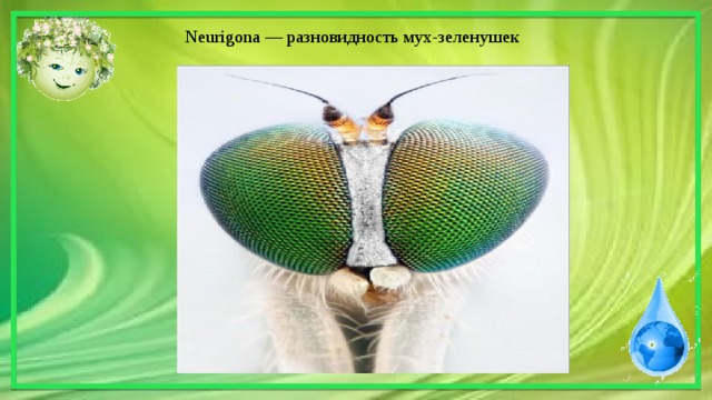 Neurigona — разновидность мух-зеленушек 