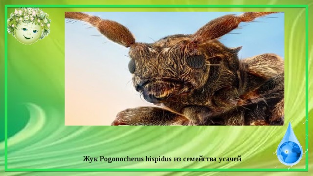 Жук Pogonocherus hispidus из семейства усачей 