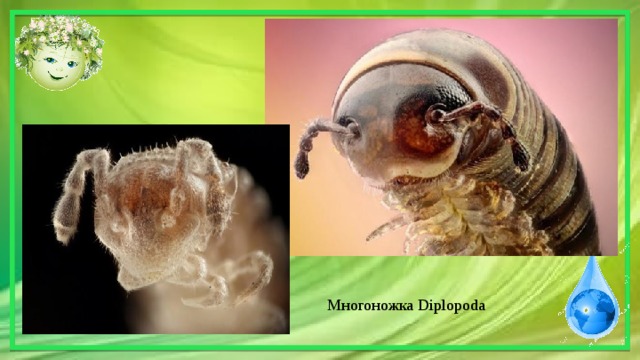 Многоножка Diplopoda 
