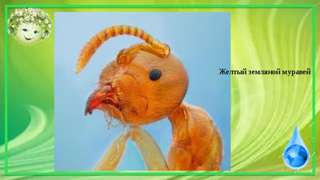 Желтый земляной муравей 