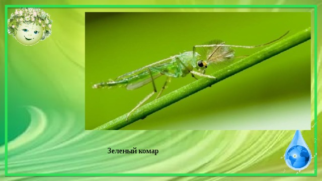 Зеленый комар 