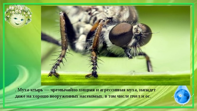 . Муха-ктырь — чрезвычайно хищная и агрессивная муха, нападет даже на хорошо вооруженных насекомых, в том числе пчел и ос. 