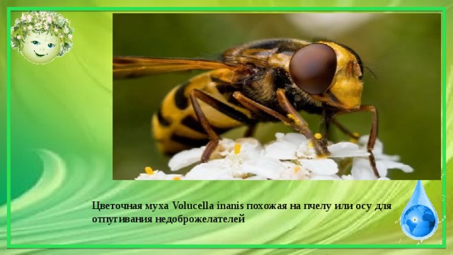 Цветочная муха Volucella inanis похожая на пчелу или осу для отпугивания недоброжелателей 