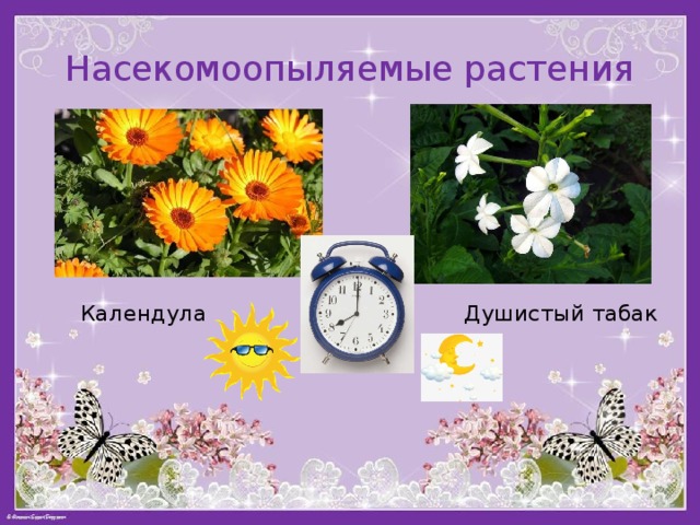 Насекомоопыляемые растения  Календула Душистый табак 